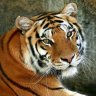 kybertigerus